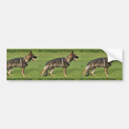 Duitse Herdershond Sable Volledig Bumpersticker (Voorkant)