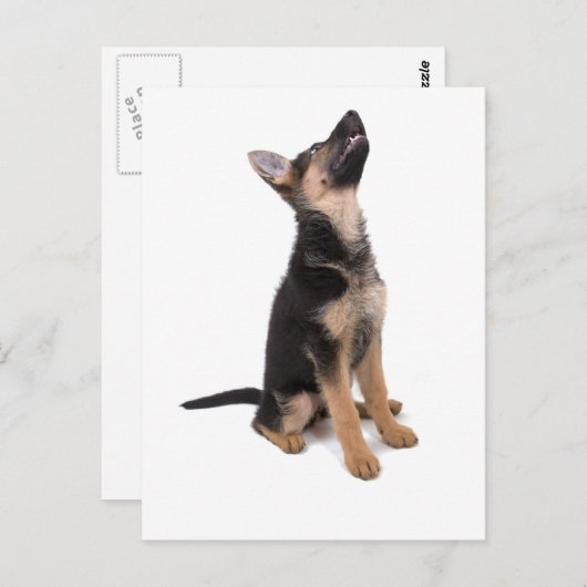 Duitse herderspuppy briefkaart (Voorkant / Achterkant)