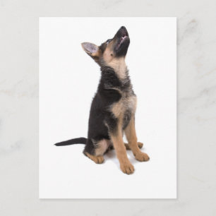 Duitse herderspuppy briefkaart