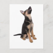 Duitse herderspuppy briefkaart (Voorkant)