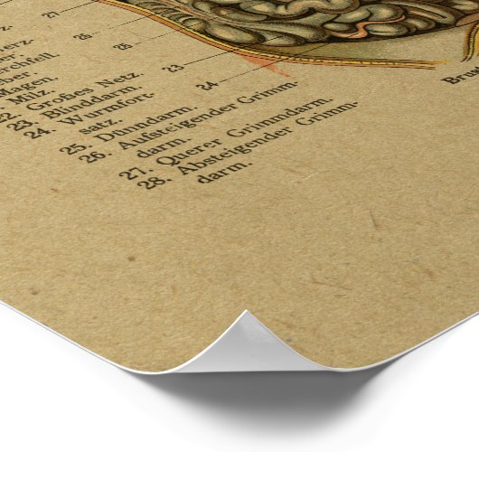  Duitse interneanatomafdrukken Poster (Hoek)