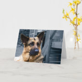 Duitse Kaart Shepherd (Gele Bloem)