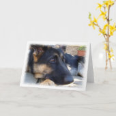 Duitse Kaart Shepherd (Gele Bloem)