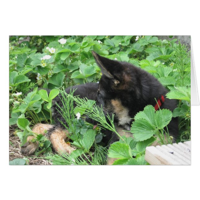 Duitse Kaart Shepherd (Voorkant Horizontaal)