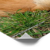 Duitse Kleinspitz hond Poster (Hoek)