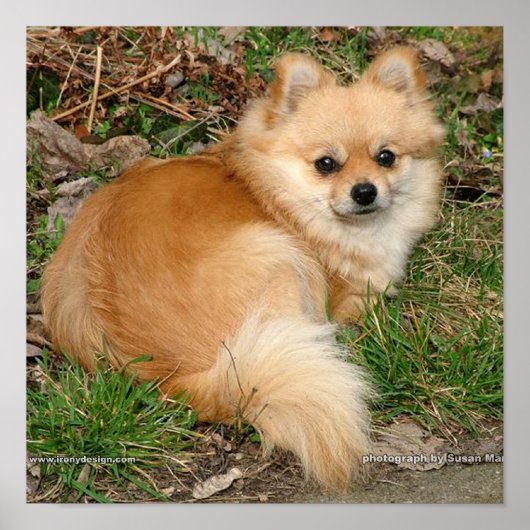 Duitse Kleinspitz hond Poster (Voorkant)