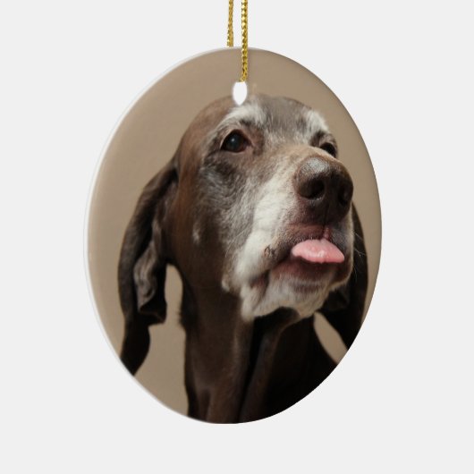 Duitse Korthaired pointer kerst ornament (Rechts)