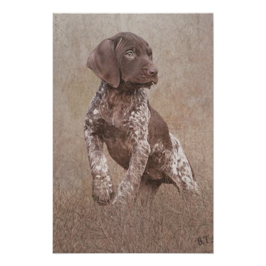 Duitse kortharige pointer puppy perfect poster (Voorkant)