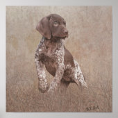 Duitse kortharige pointer puppy poster (Voorkant)