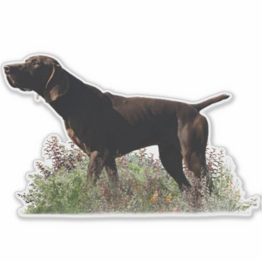 Duitse kortharige pointer sticker (Voorkant)