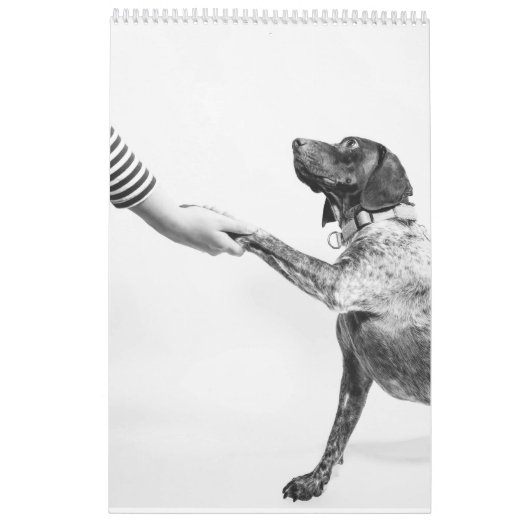 Duitse kortharige wijzer 2024 kalender SAP hond (Achterkant)