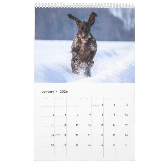 Duitse kortharige wijzer 2024 kalender SAP hond (Jan 2026)