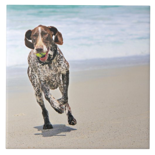 Duitse Kortharige Wijzer - Luke - Riley Tegeltje (Voorkant)