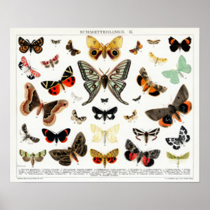 Duitse Moth and Butterfly Chart Poster