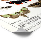  Duitse Moth and Butterfly Chart Poster (Hoek)