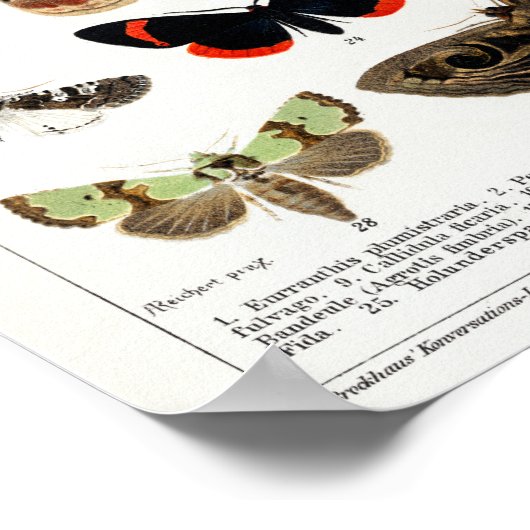 Duitse Moth and Butterfly Chart Poster (Hoek)