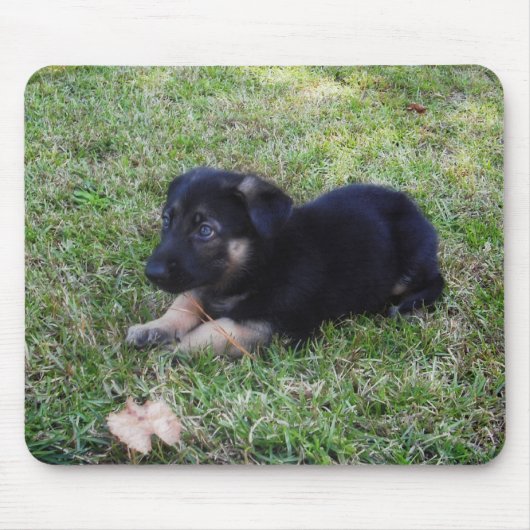 Duitse Muismat Shepherd Puppy (Voorkant)