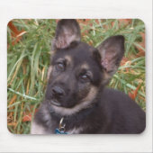 Duitse Muismat Shepherd Puppy (Voorkant)
