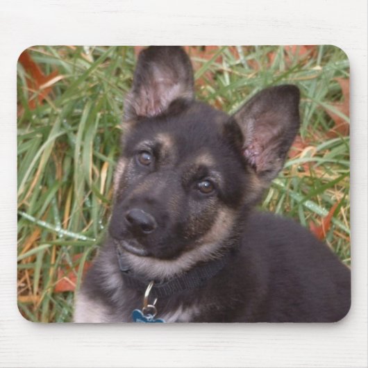 Duitse Muismat Shepherd Puppy (Voorkant)