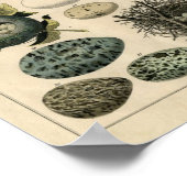 Duitse noedels en eieren Poster (Hoek)