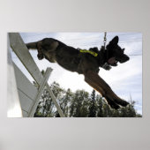 Duitse politie-hond Shepherd Poster (Voorkant)