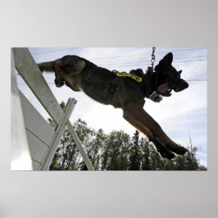 Duitse politie-hond Shepherd Poster