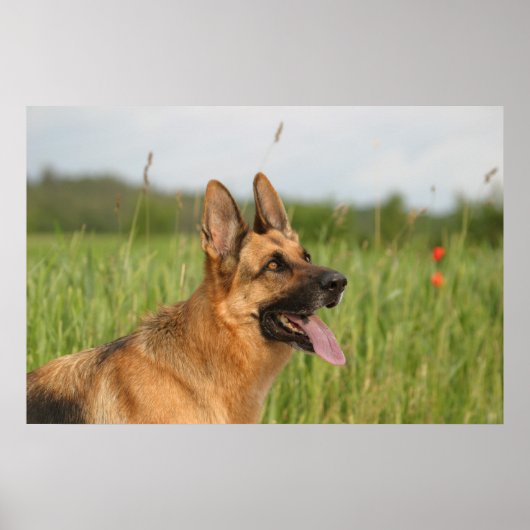Duitse poster Shepherd Dog print (Voorkant)