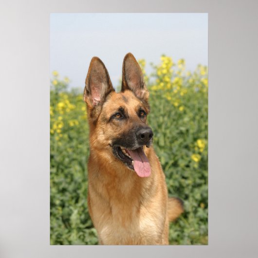 Duitse poster Shepherd Dog print (Voorkant)