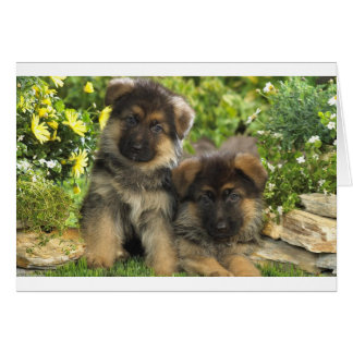 Duitse Puppies van schapen