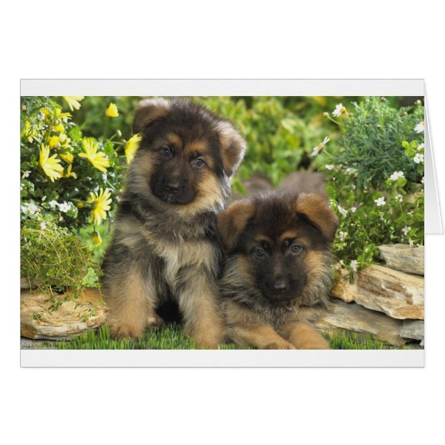 Duitse Puppies van schapen (Voorkant Horizontaal)