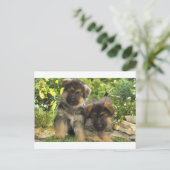 Duitse Puppies van schapen Briefkaart (Staand voorkant)