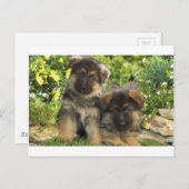 Duitse Puppies van schapen Briefkaart (Voorkant / Achterkant)