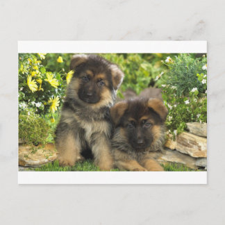 Duitse Puppies van schapen Briefkaart