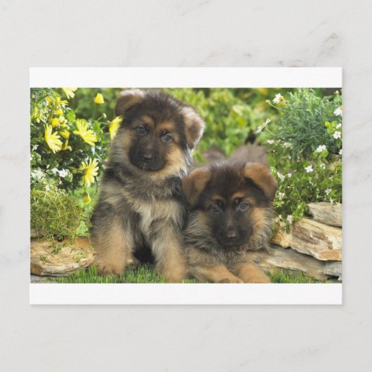 Duitse Puppies van schapen Briefkaart (Voorkant)