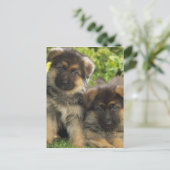 Duitse Puppies van schapen Briefkaart (Staand voorkant)