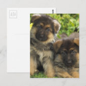 Duitse Puppies van schapen Briefkaart (Voorkant / Achterkant)