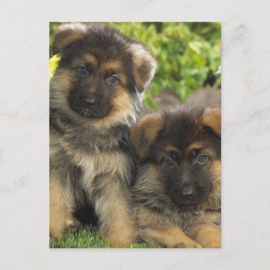 Duitse Puppies van schapen Briefkaart (Voorkant)
