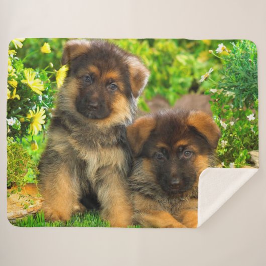 Duitse Puppies van schapen Sherpa Deken (Voorkant (horizontaal))