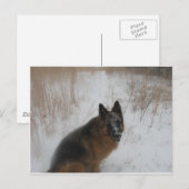 Duitse schaafhond in sneeuwstorm briefkaart (Voorkant / Achterkant)