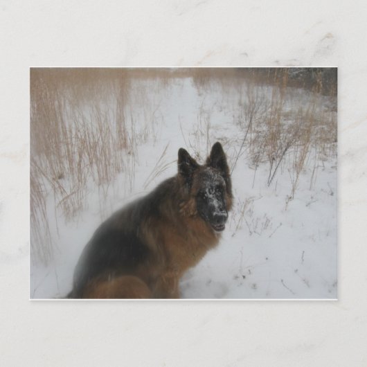 Duitse schaafhond in sneeuwstorm briefkaart (Voorkant)