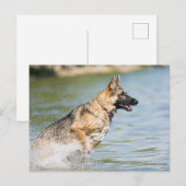 Duitse schaapherreepjes in water briefkaart (Voorkant / Achterkant)