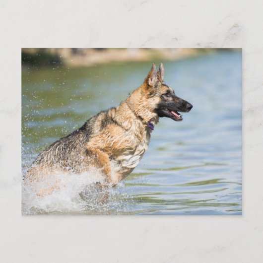 Duitse schaapherreepjes in water briefkaart (Voorkant)