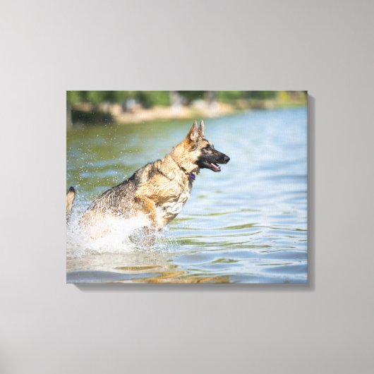 Duitse schaapherreepjes in water canvas afdruk (Voorkant)