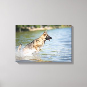 Duitse schaapherreepjes in water canvas afdruk