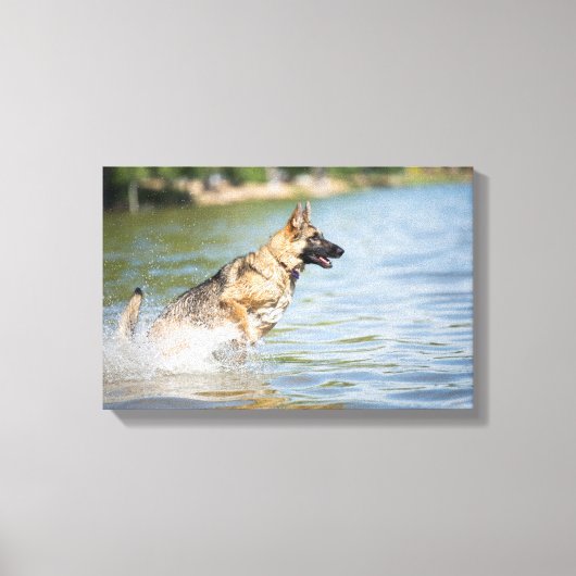 Duitse schaapherreepjes in water canvas afdruk (Voorkant)
