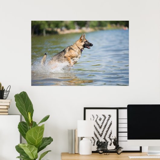 Duitse schaapherreepjes in water poster (Thuiskantoor)