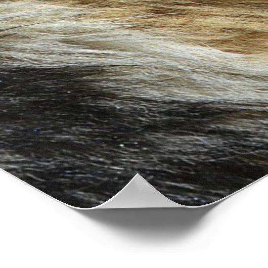 Duitse schapen van het Zee Poster (Hoek)