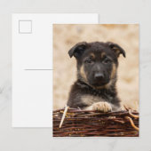 Duitse schapenhouderij in mandje briefkaart (Voorkant / Achterkant)