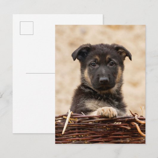 Duitse schapenhouderij in mandje briefkaart (Voorkant / Achterkant)