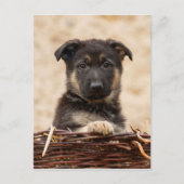 Duitse schapenhouderij in mandje briefkaart (Voorkant)